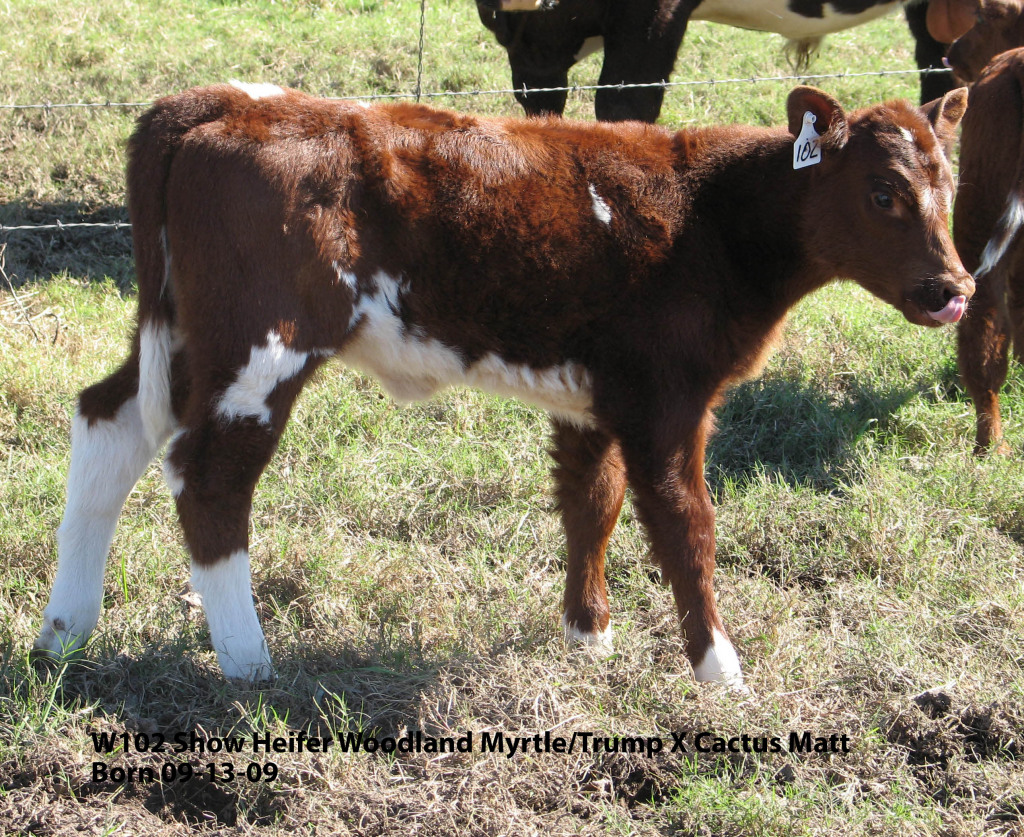 Shorthorn Cattle